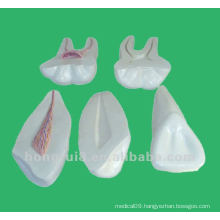 Enlarged Dental Care Anatomical Teeth teaching Model,Tooth Model